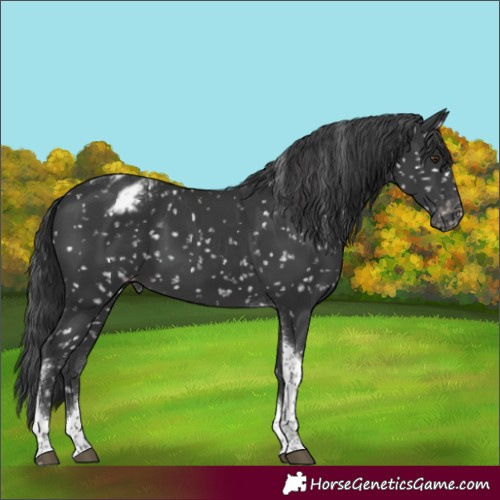 Horse Color:Black Tobiano Appaloosa 