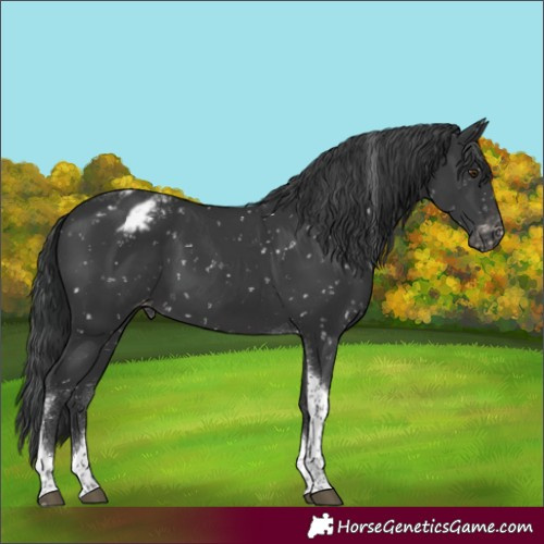 Horse Color:Black Tobiano Appaloosa 
