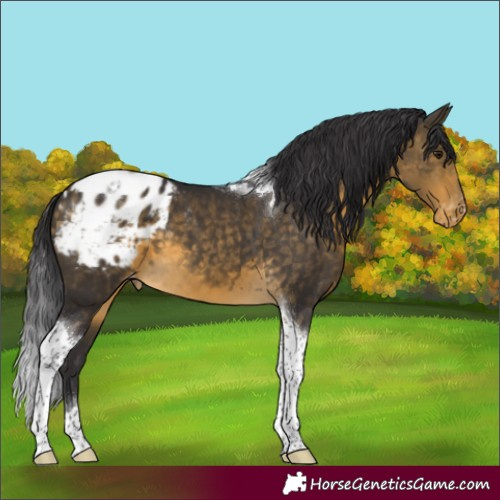 Horse Color:Buckskin Tobiano Appaloosa
