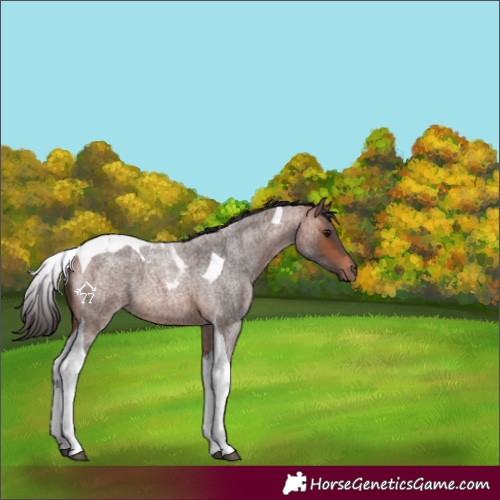 Horse Color:Bay Roan Tobiano