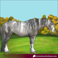 Horse Color:Powder White Grullo Rabicano Brindle 