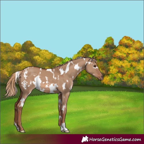 Horse Color:White Spotted Red Dun 