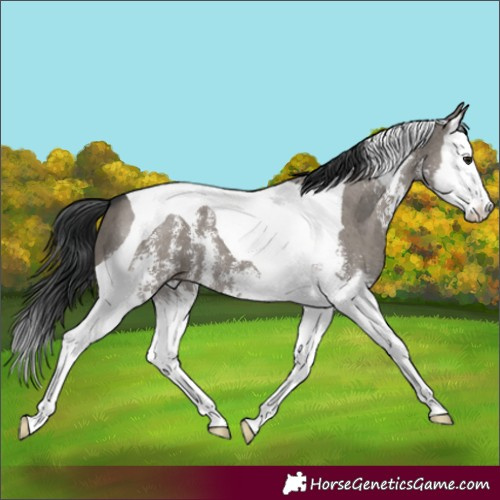Horse Color:Grullo Sabino Splash Tobiano 