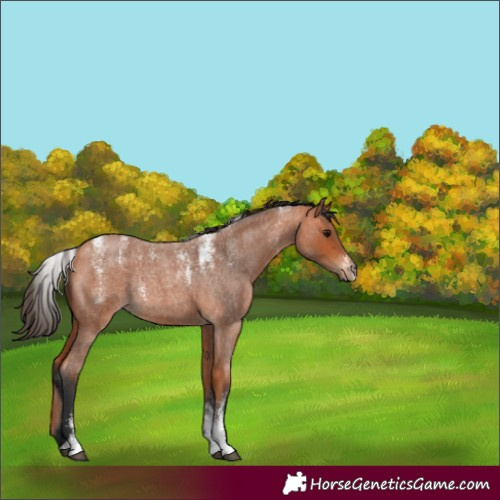 Horse Color:Powder White Bay Roan 