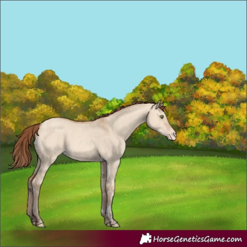 Horse Color:Powder White Amber Champagne Dun Appaloosa 