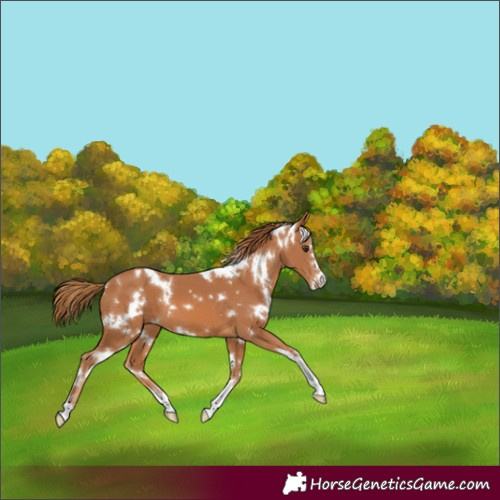 Horse Color:White Spotted Chestnut 