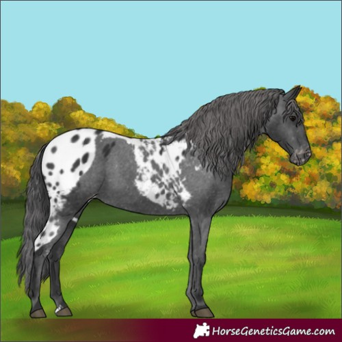 Horse Color:Black Sabino Skewed Appaloosa 