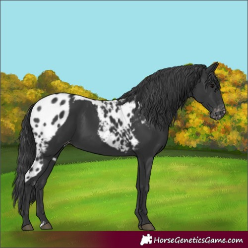 Horse Color:Black Sabino Skewed Appaloosa