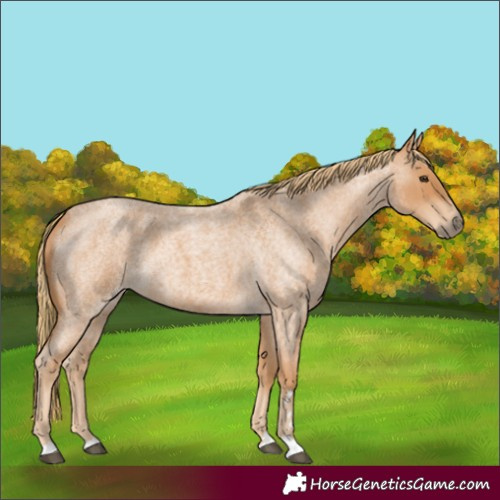 Horse Color:Red Roan 
