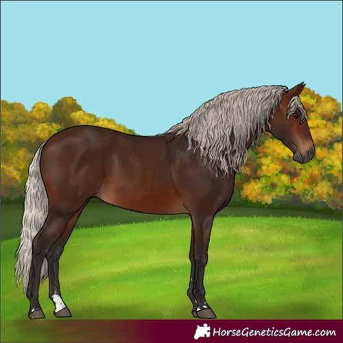 Horse Color:Gray Silver Bay