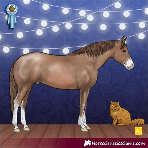 Horse Color:Black Pearl Sabino 