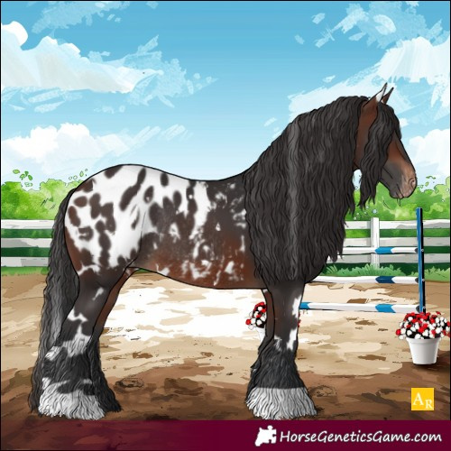 Horse Color:White Spotted Brown Appaloosa Rabicano 