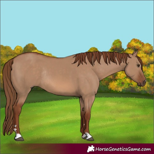 Horse Color:Red Dun Rabicano 