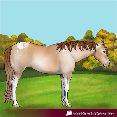 Horse Color:Gray Gold Champagne Dun Tobiano 