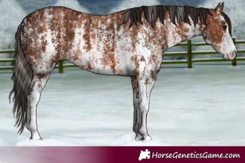 Horse Color:Bay Sabino Rabicano  and Gray Bay Sabino Rabicano 