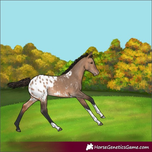 Horse Color:Bay Dun Tobiano Appaloosa 