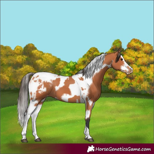 Horse Color:Bay Splash Tobiano Appaloosa  and Bay Splash Tobiano Frame Appaloosa 
