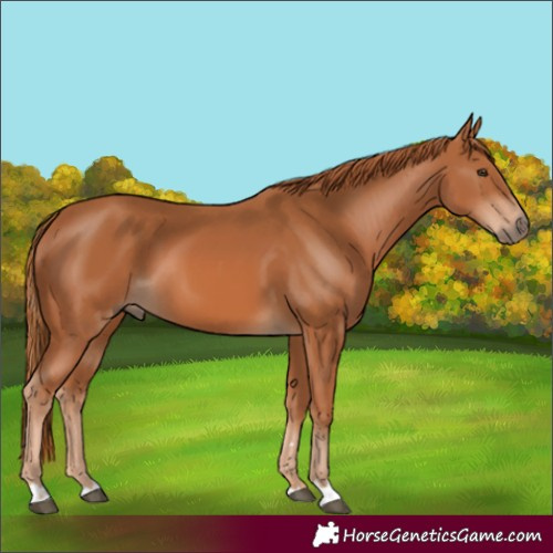 Horse Color:Chestnut 
