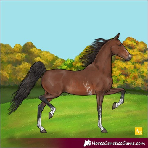 Horse Color:Brown Sabino Rabicano  and Brown Sabino Rabicano 
