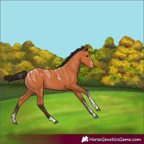 Horse Color:Powder White Bay 