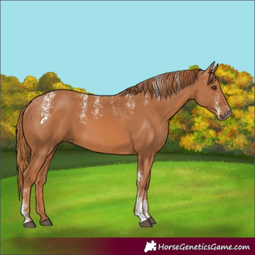 Horse Color:Powder White Chestnut 