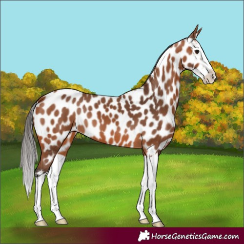 Horse Color:Bay Splash Appaloosa 