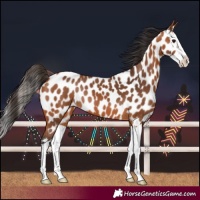 Horse Color:Bay Splash Near Leopard 