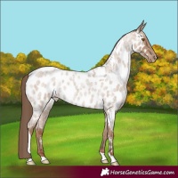 Horse Color:Classic Champagne Roan Tobiano Appaloosa
