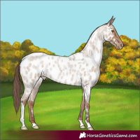 Horse Color:Classic Champagne Roan Tobiano Appaloosa