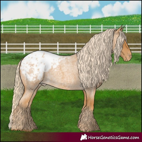 Horse Color:Palomino Roan Appaloosa 