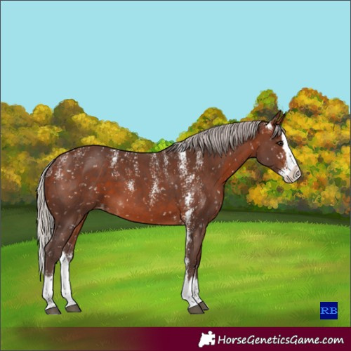 Horse Color:Powder White Silver Brown Sabino Splash Skewed LP Spotted 