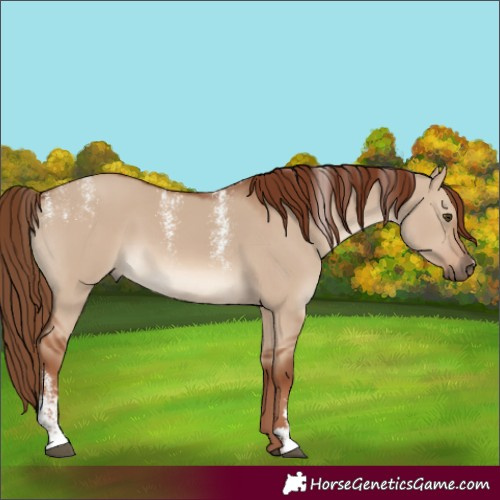 Horse Color:Powder White Red Dun Rabicano 