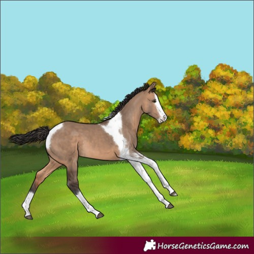 Horse Color:Bay Dun Splash Tobiano 