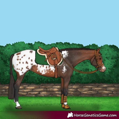 Horse Color:Bay Appaloosa 