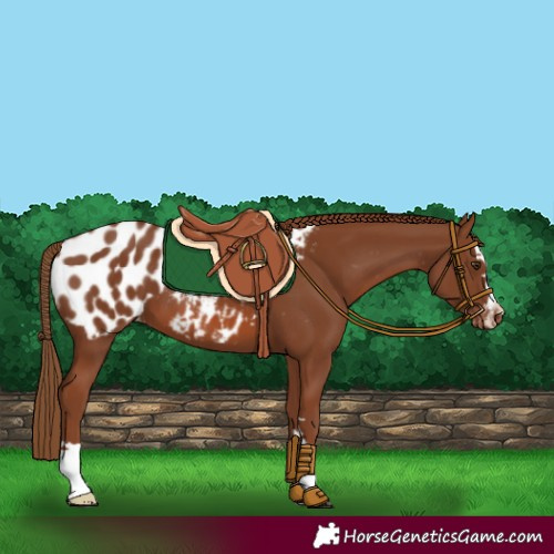 Horse Color:Chestnut Appaloosa 