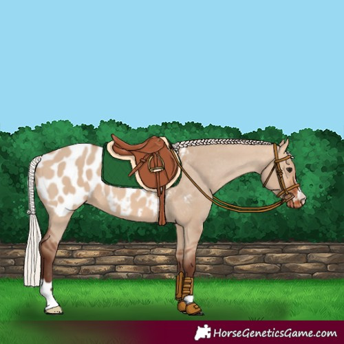 Horse Color:Silver Bay Dun Appaloosa 