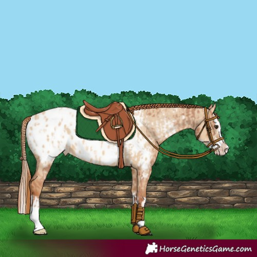 Horse Color:Chestnut Frame Appaloosa and Red Dun Splash Appaloosa