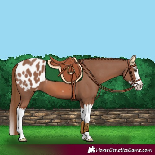 Horse Color:Chestnut Splash Appaloosa 