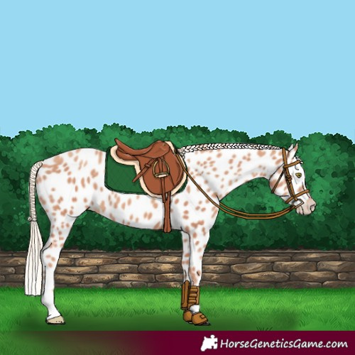 Horse Color:Gold Champagne Appaloosa 