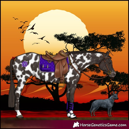 Horse Color:Liver Chestnut Near Leopard 