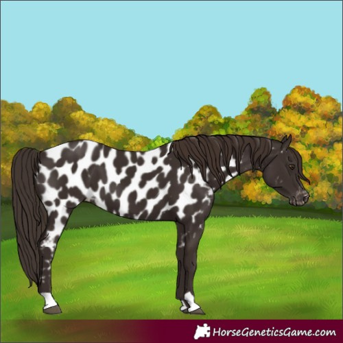 Horse Color:Liver Chestnut Appaloosa 