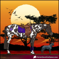 Horse Color:Liver Chestnut Near Leopard