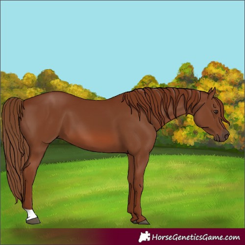 Horse Color:Chestnut 