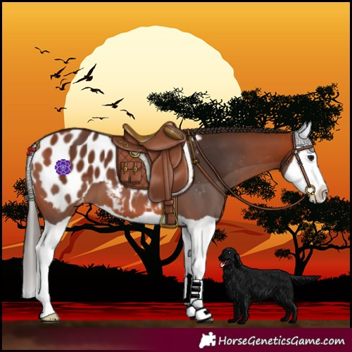Horse Color:Bay Splash Blanket 