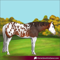 Horse Color:Bay Splash Appaloosa 