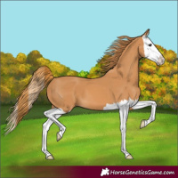 Horse Color:Chestnut Splash 