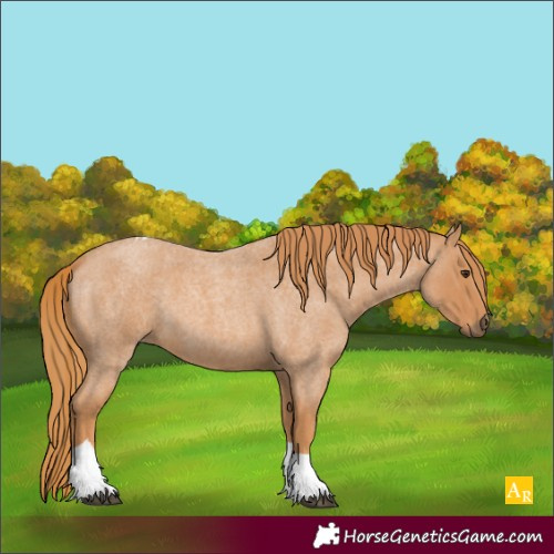Horse Color:Unknown 