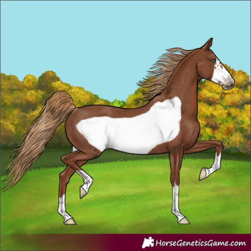 Horse Color:Chestnut Frame Rabicano