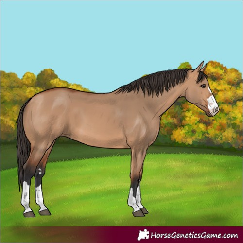 Horse Color:Bay Dun