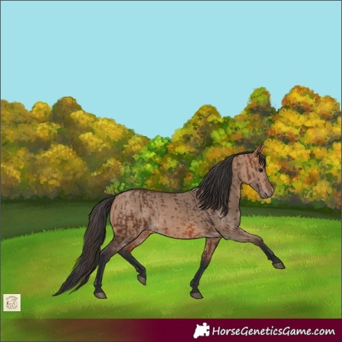 Horse Color:Bay Rabicano  and Bay Dun Rabicano 